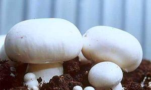 Выращивание грибов для домашнего бизнеса