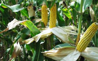 Бизнес-идея выращивания кукурузы Кукурузный бизнес