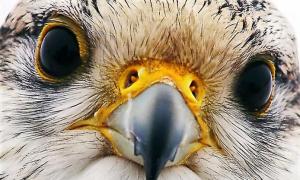Хищная птица, белый сокол — кречет: описание жизни птицы тундры с фото и видео Перевод песни Эпидемия - Белый Сокол