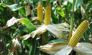 Бизнес-идея выращивания кукурузы Кукурузный бизнес